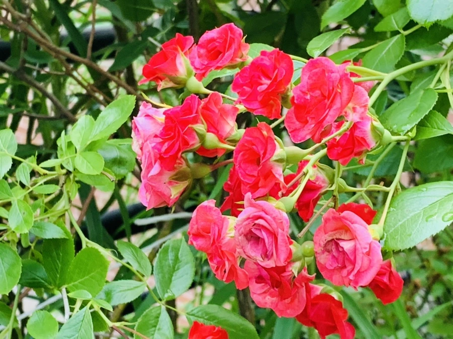 IMG_5882.jpg?type=w966