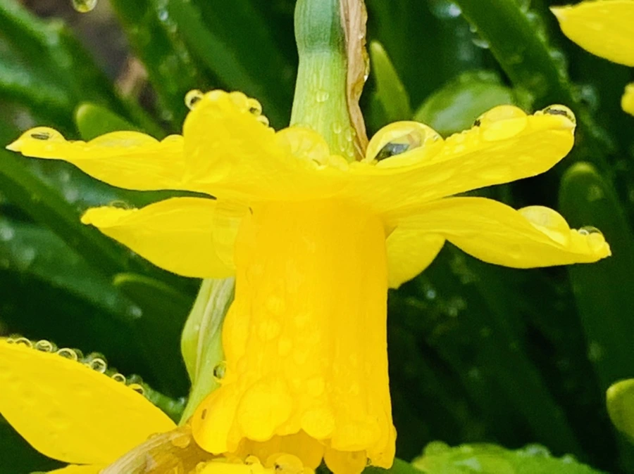 IMG_3752.jpg?type=w966