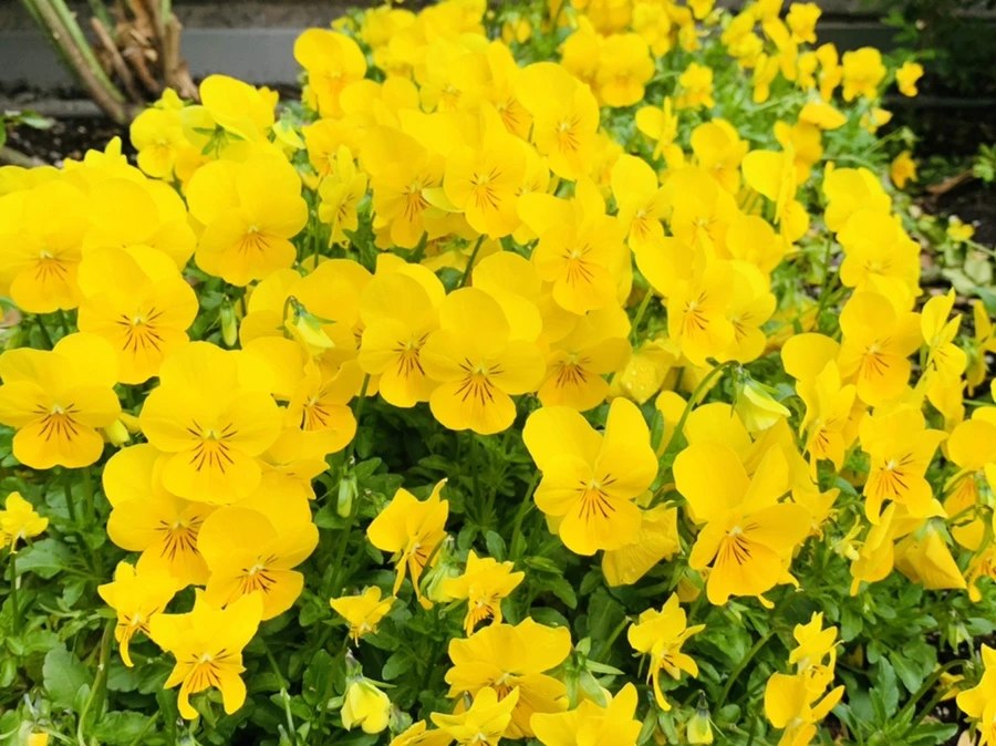 IMG_1698.jpg?type=w966