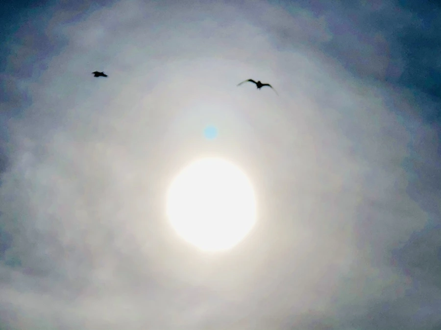 IMG_3118.jpg?type=w966