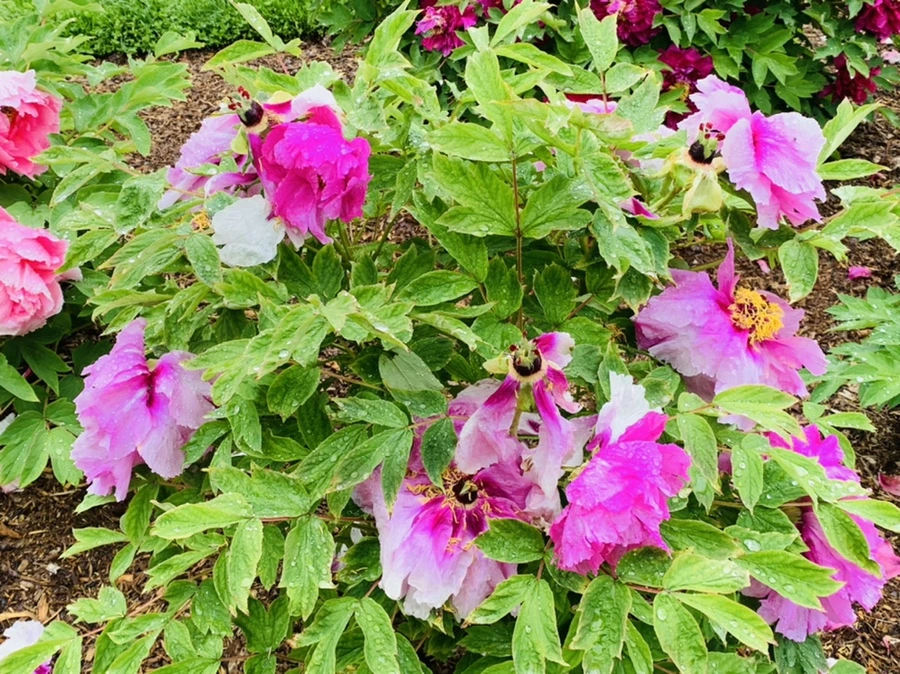 IMG_9979.jpg?type=w966