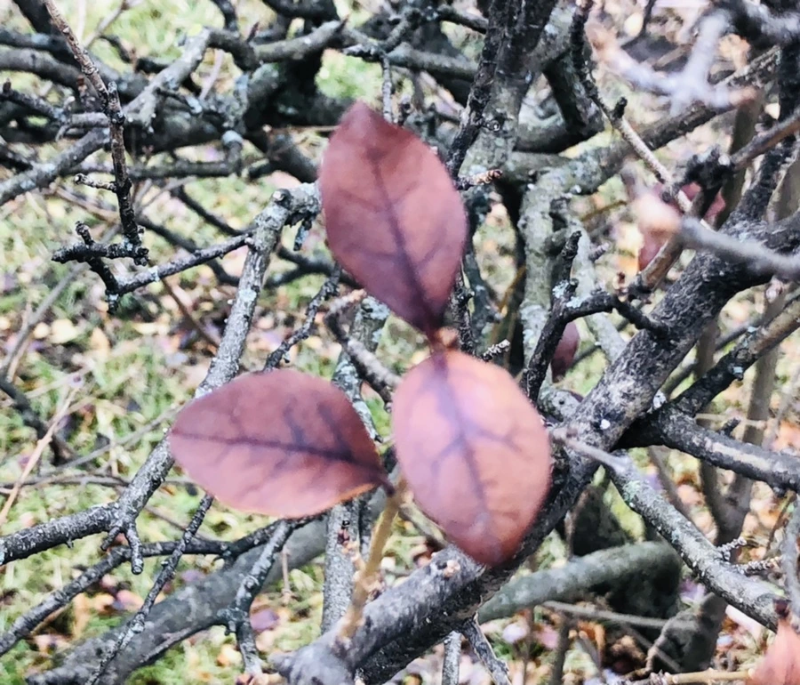 IMG_6361.jpg?type=w966