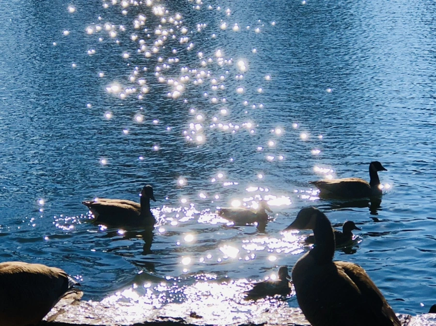 IMG_0222.jpg?type=w966