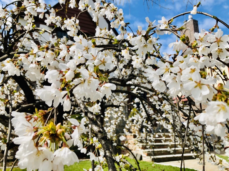 IMG_6592.jpg?type=w966