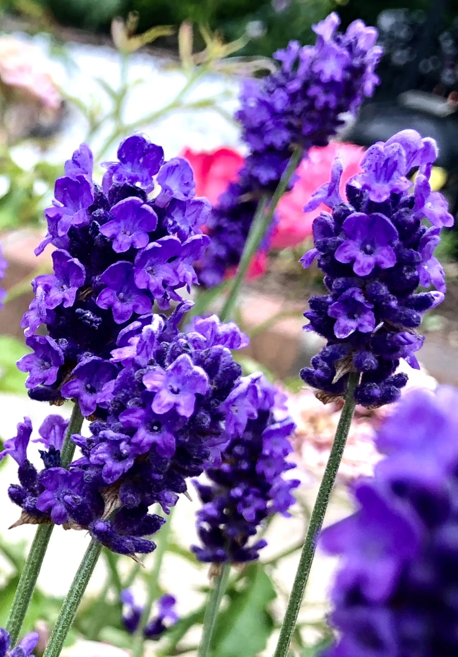 IMG_9512.jpg?type=w966