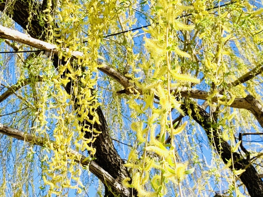 IMG_7580.jpg?type=w966