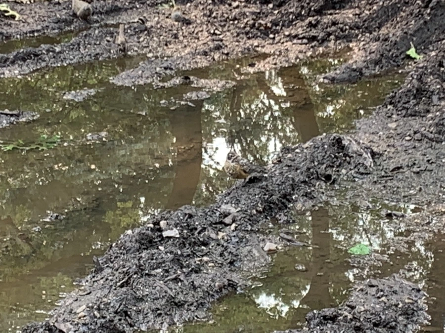 IMG_8310.jpg?type=w966