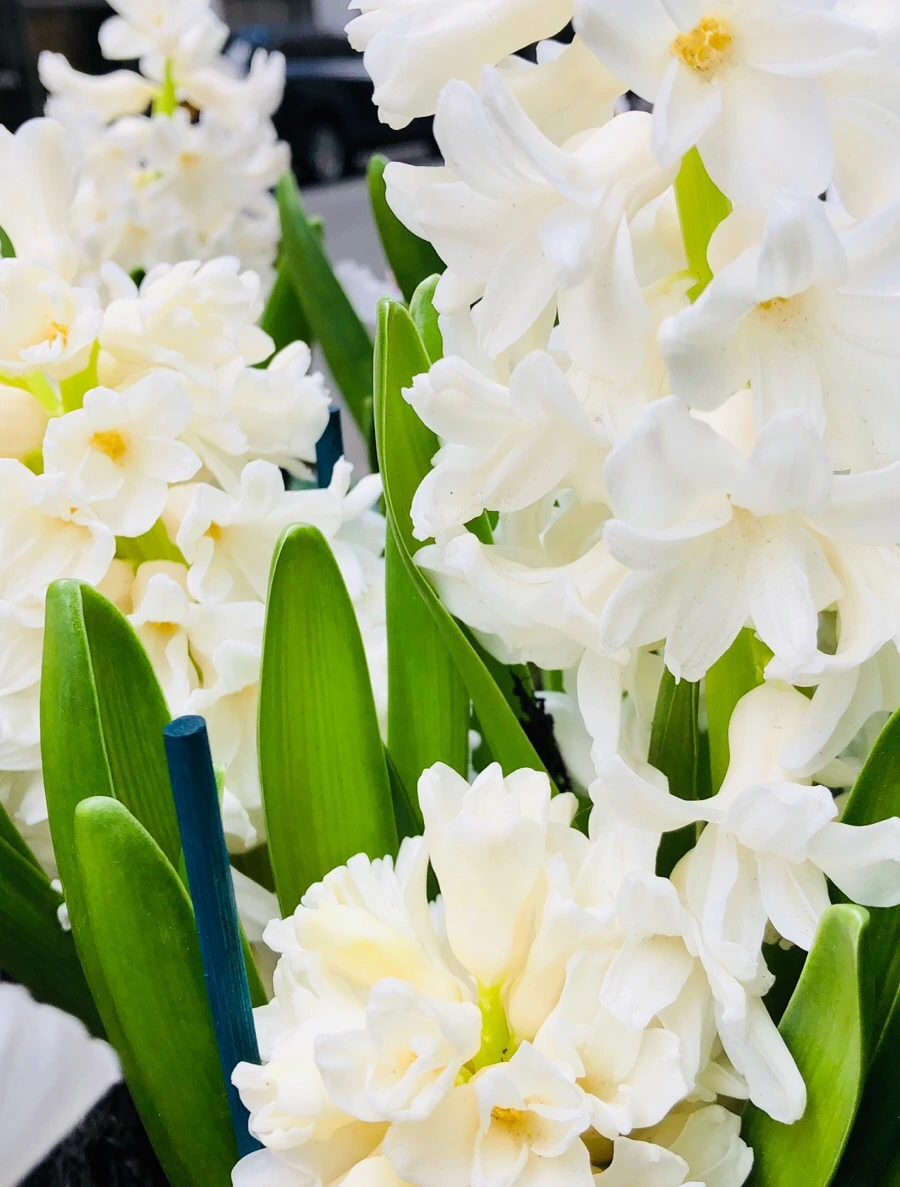 IMG_4089.jpg?type=w966