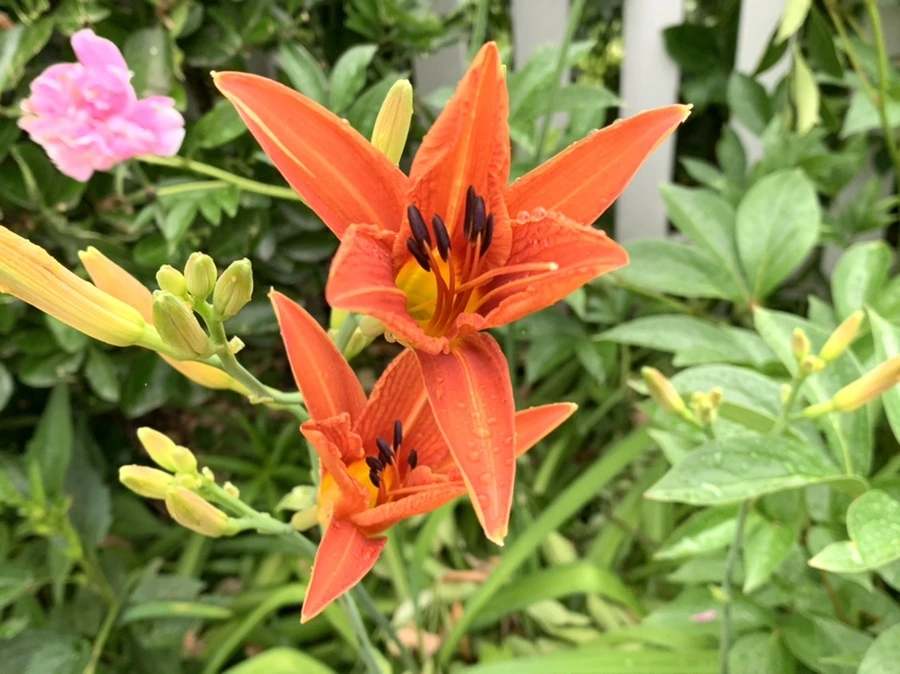 IMG_3530.jpg?type=w966