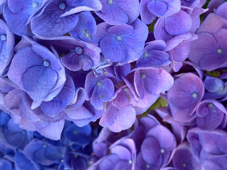 IMG_6263.jpg?type=w966