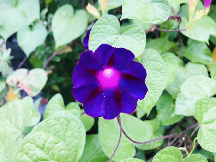 IMG_4337.jpg?type=w966