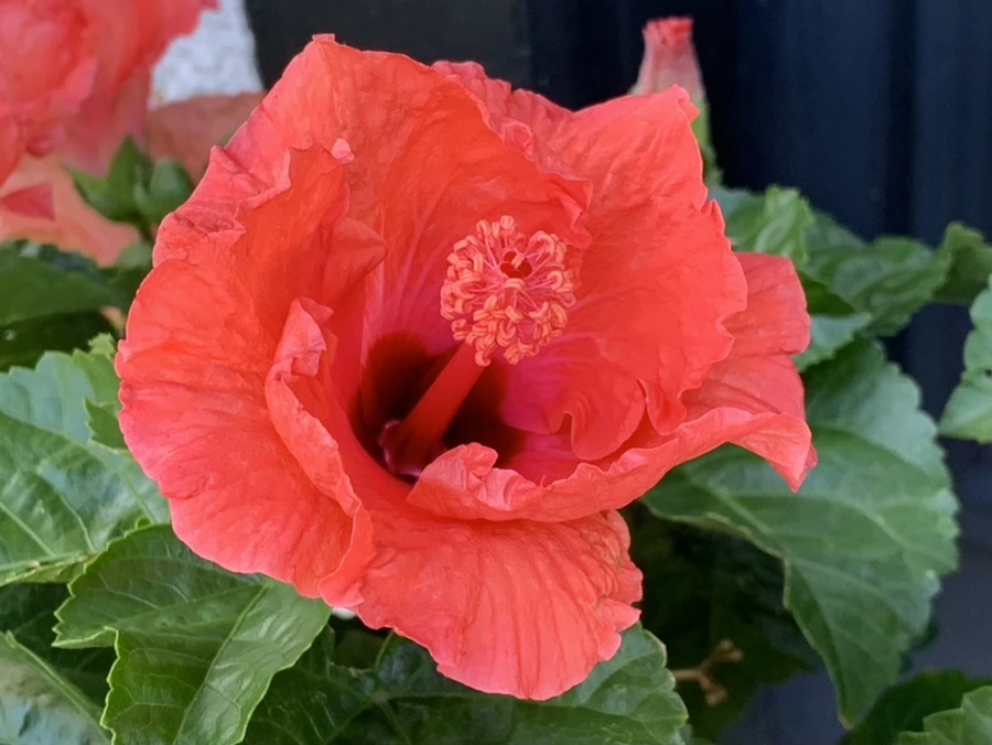 IMG_0332.jpg?type=w966