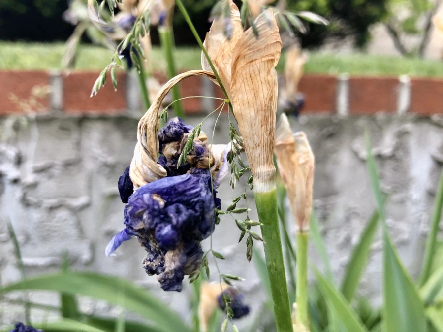 IMG_7378.jpg?type=w966