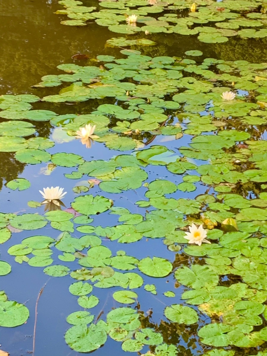 IMG_0756.jpg?type=w966