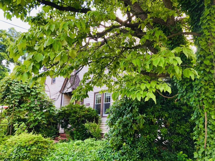 IMG_2970.jpg?type=w966