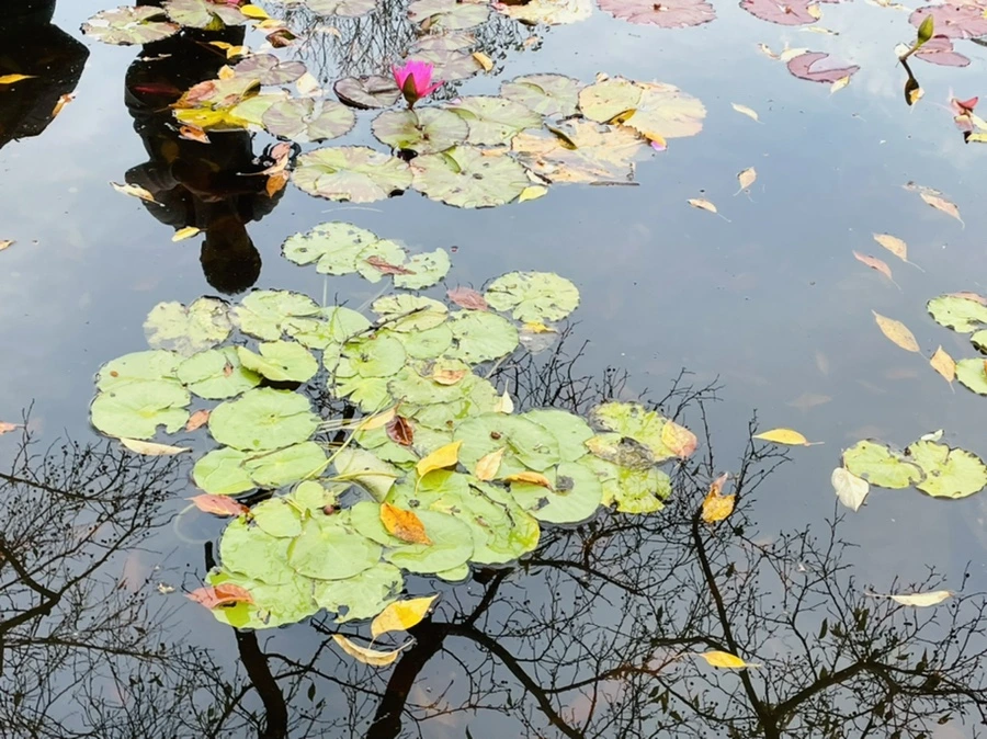 IMG_1267.jpg?type=w966