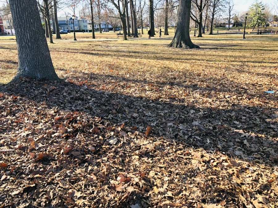 IMG_0260.jpg?type=w966