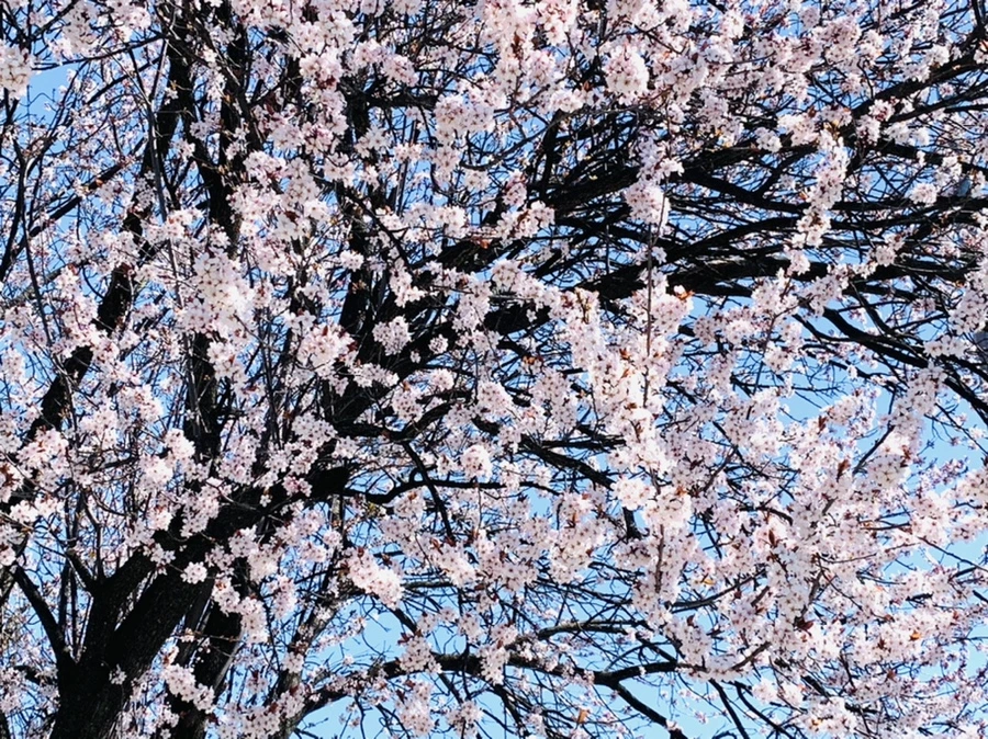 IMG_7956.jpg?type=w966