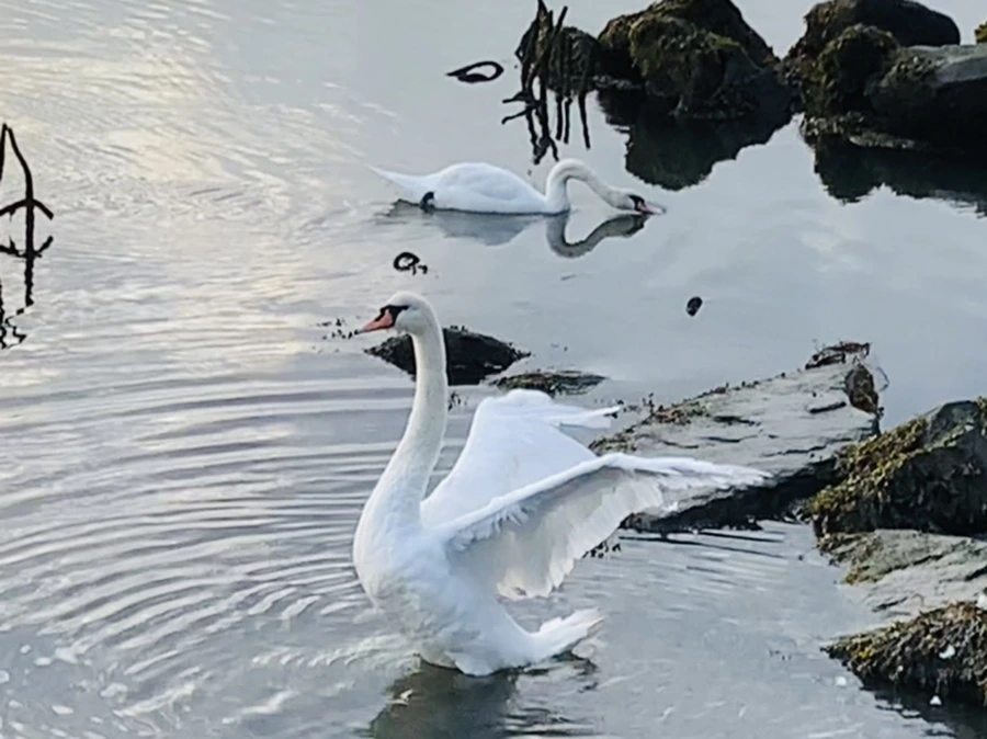 IMG_5699.jpg?type=w966