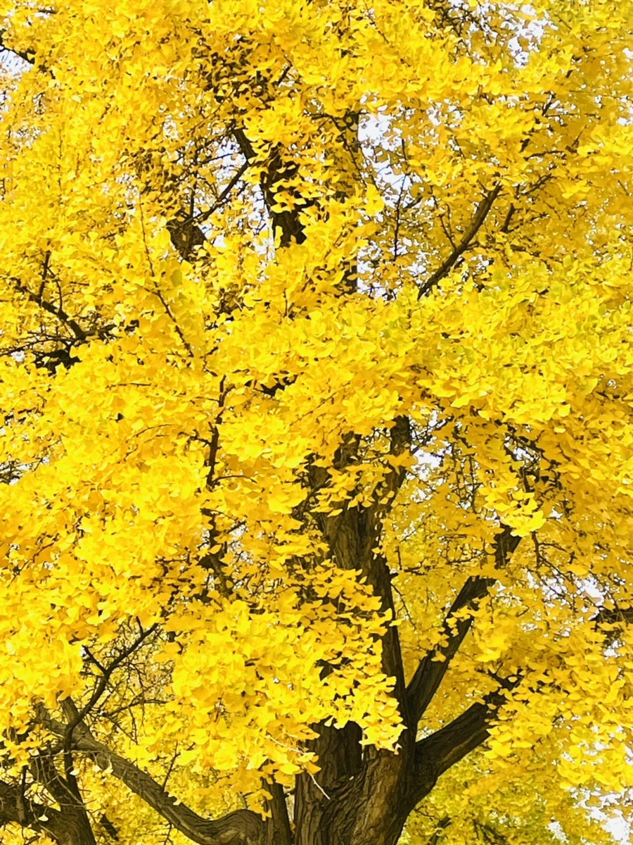 IMG_5620.jpg?type=w966