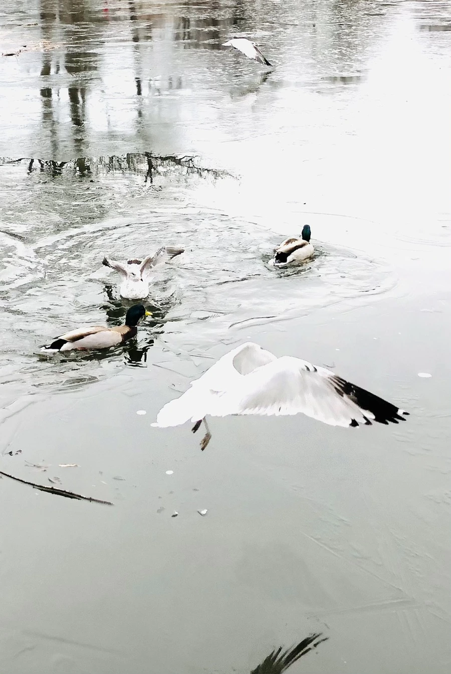 IMG_9036.jpg?type=w966