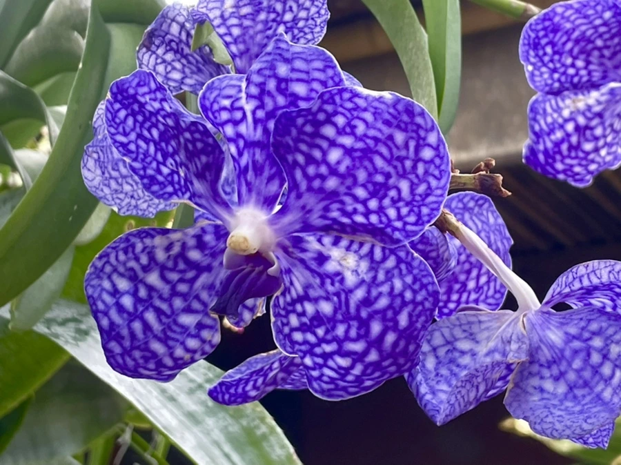 IMG_4466.jpg?type=w966