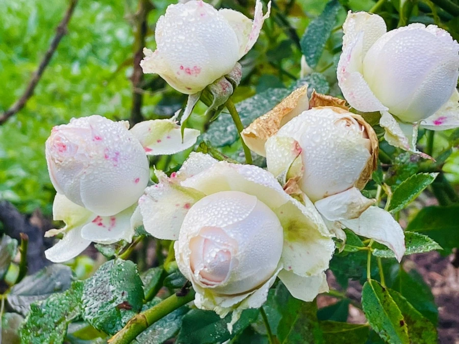 IMG_0965.jpg?type=w966