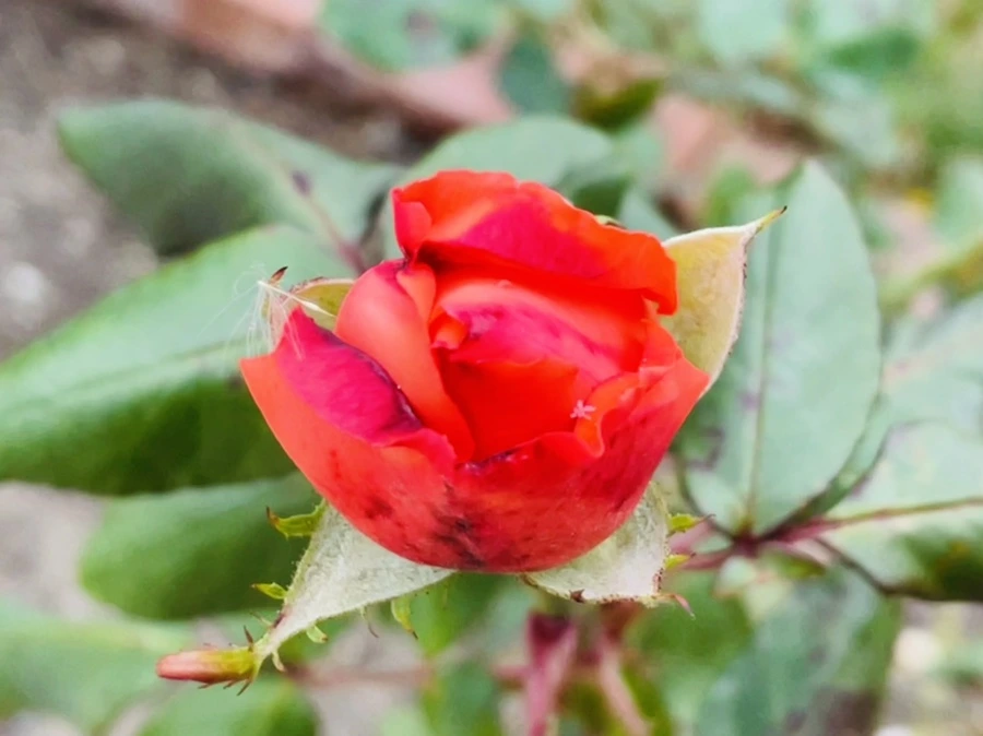 IMG_5149.jpg?type=w966