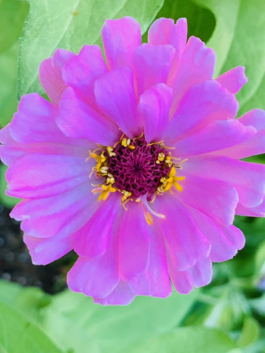 IMG_8279.jpg?type=w966