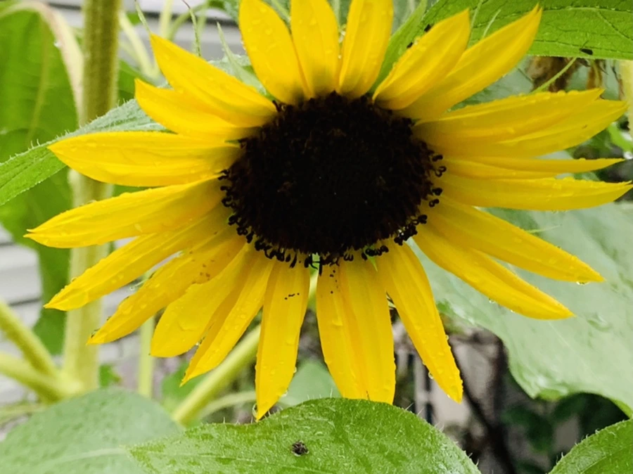 IMG_3800.jpg?type=w966