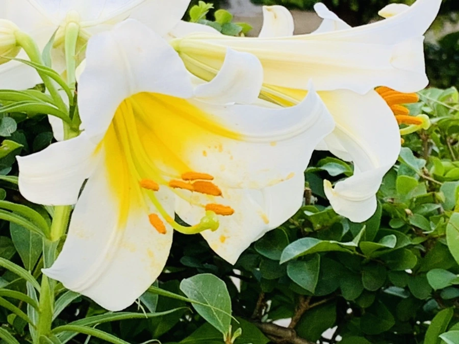 IMG_5935.jpg?type=w966