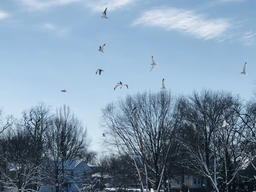 IMG_1311.jpg?type=w966