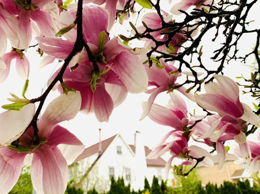 IMG_2383.jpg?type=w966