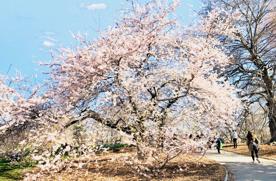 IMG_4509.jpg?type=w966