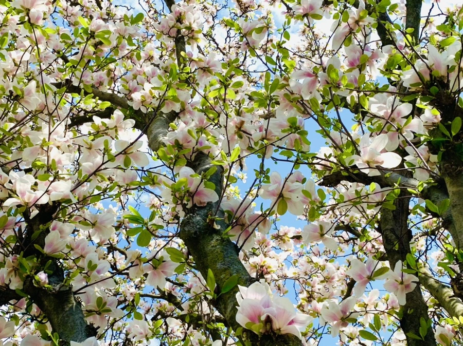 IMG_3935.jpg?type=w966