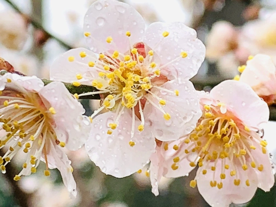 IMG_1999.jpg?type=w966