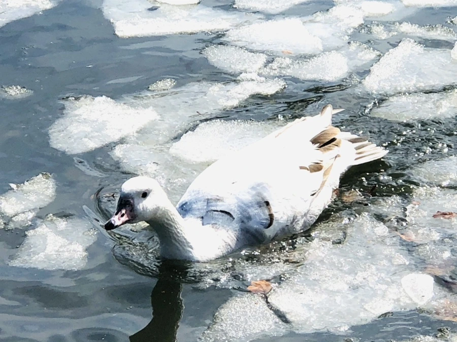 IMG_5417.jpg?type=w966