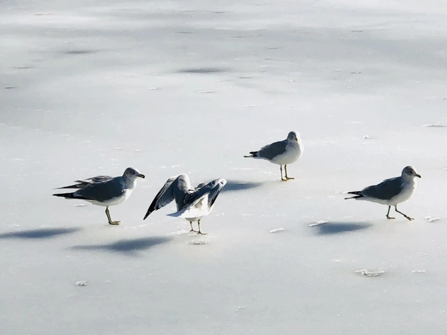 IMG_0331.jpg?type=w966