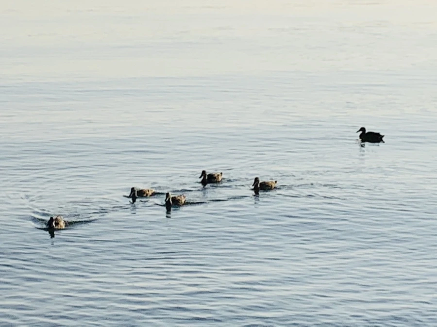 IMG_6493.jpg?type=w966