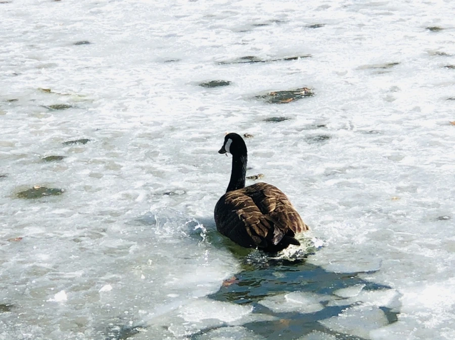 IMG_5182.jpg?type=w966