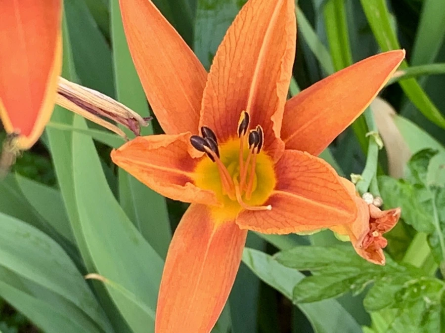 IMG_5339.jpg?type=w966