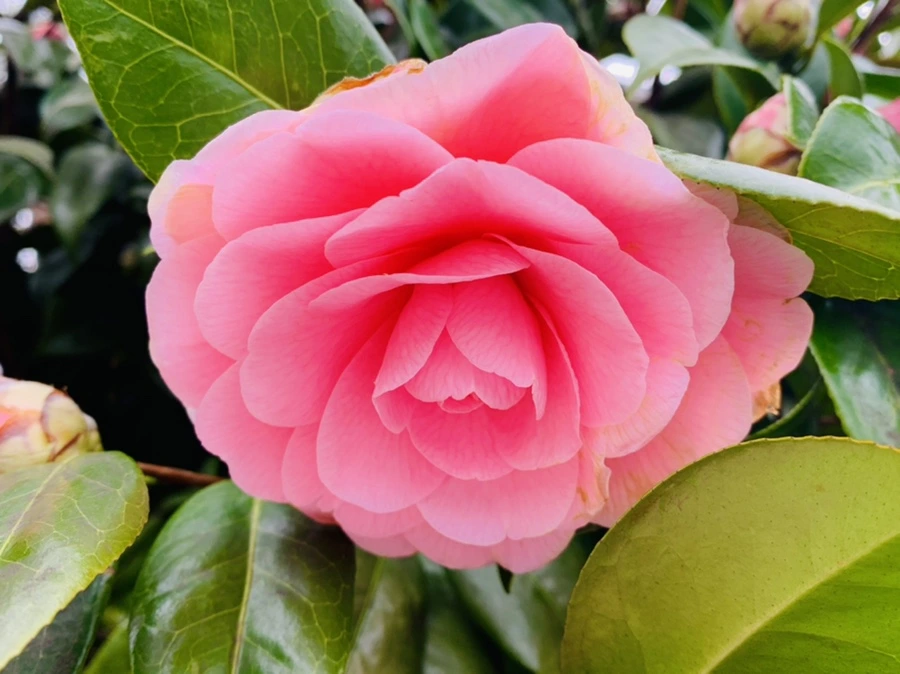 IMG_6681.jpg?type=w966