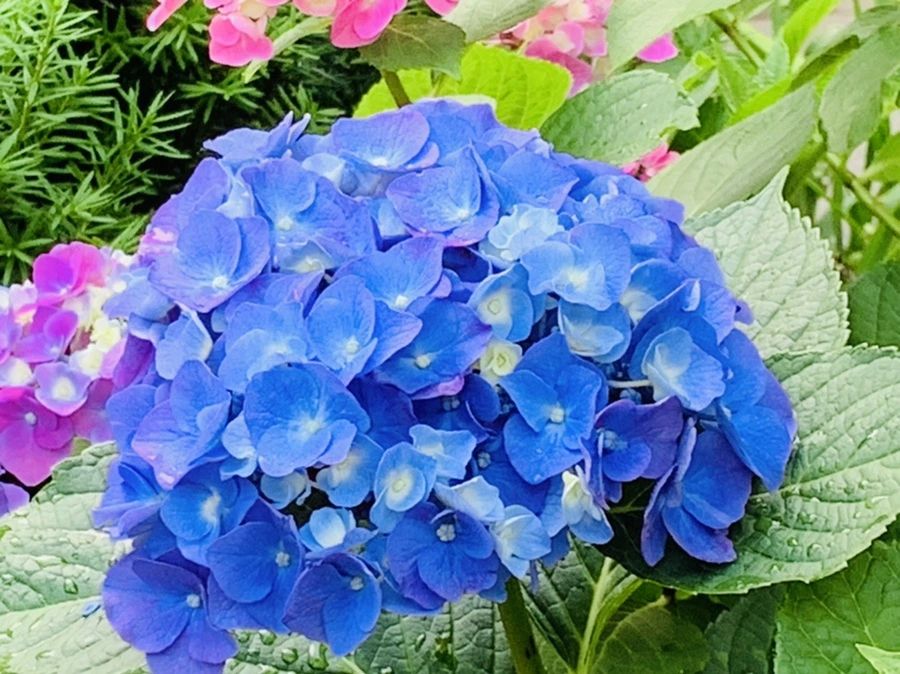 IMG_5889.jpg?type=w966