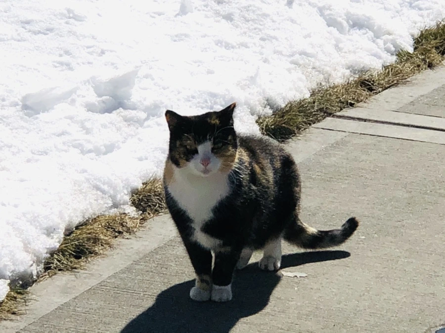 IMG_3919.jpg?type=w966