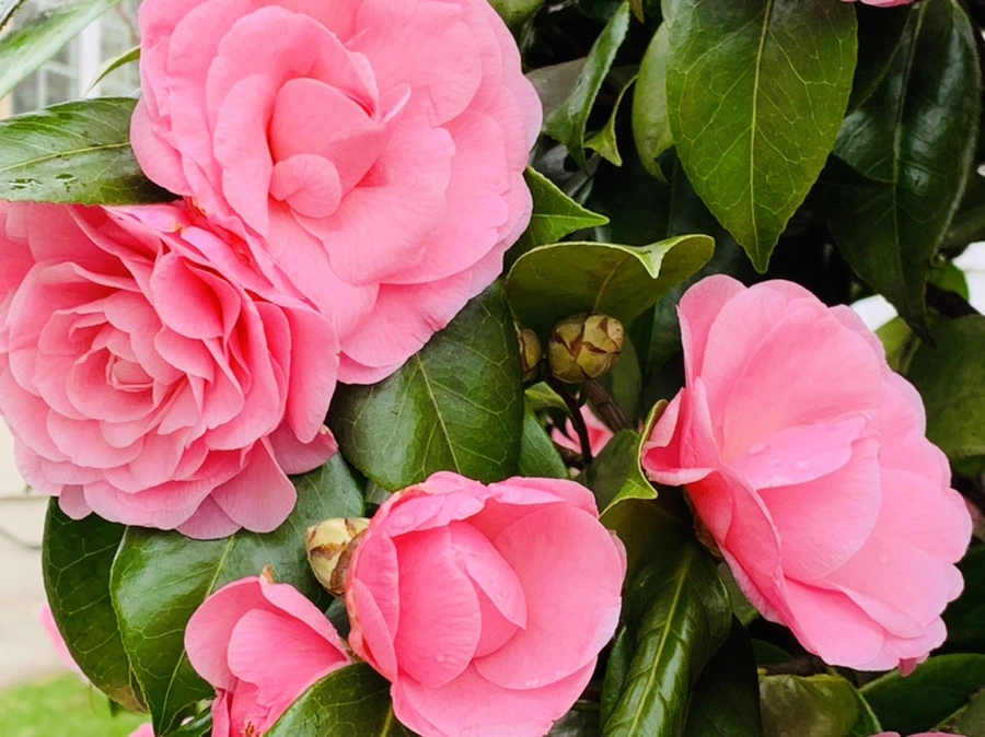 IMG_1423.jpg?type=w966