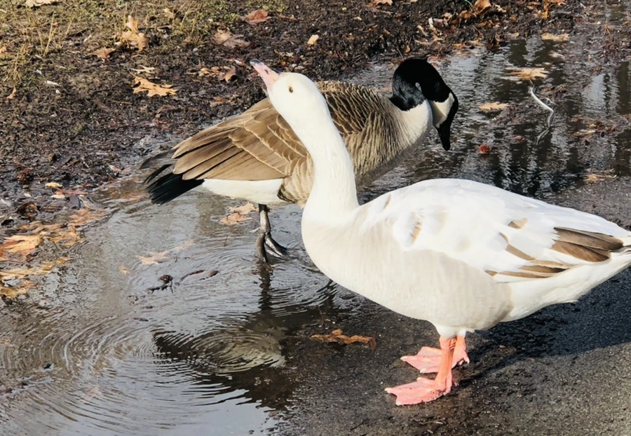 IMG_3581.jpg?type=w966