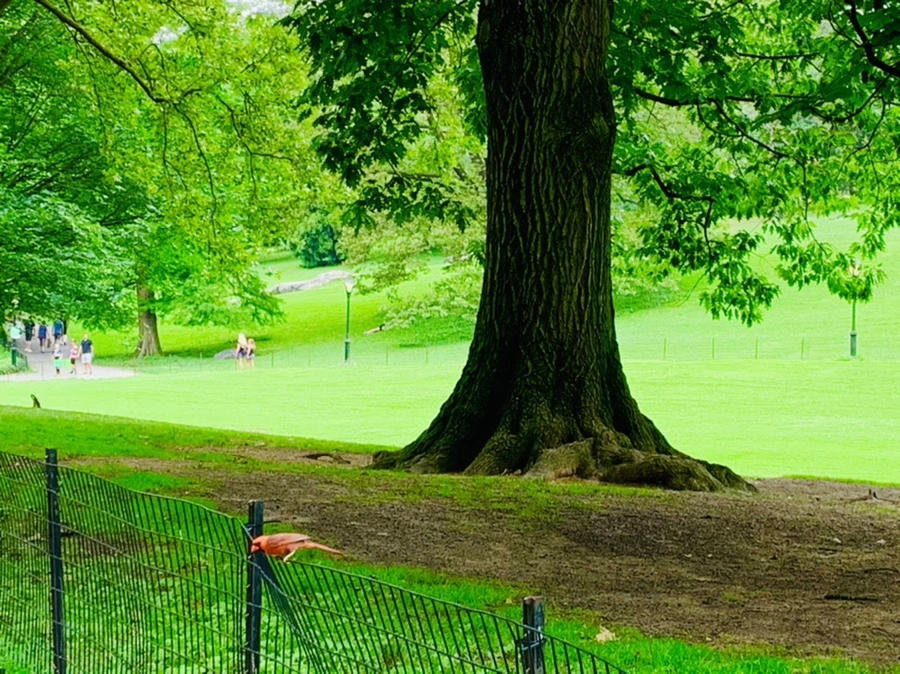 IMG_9929.jpg?type=w966