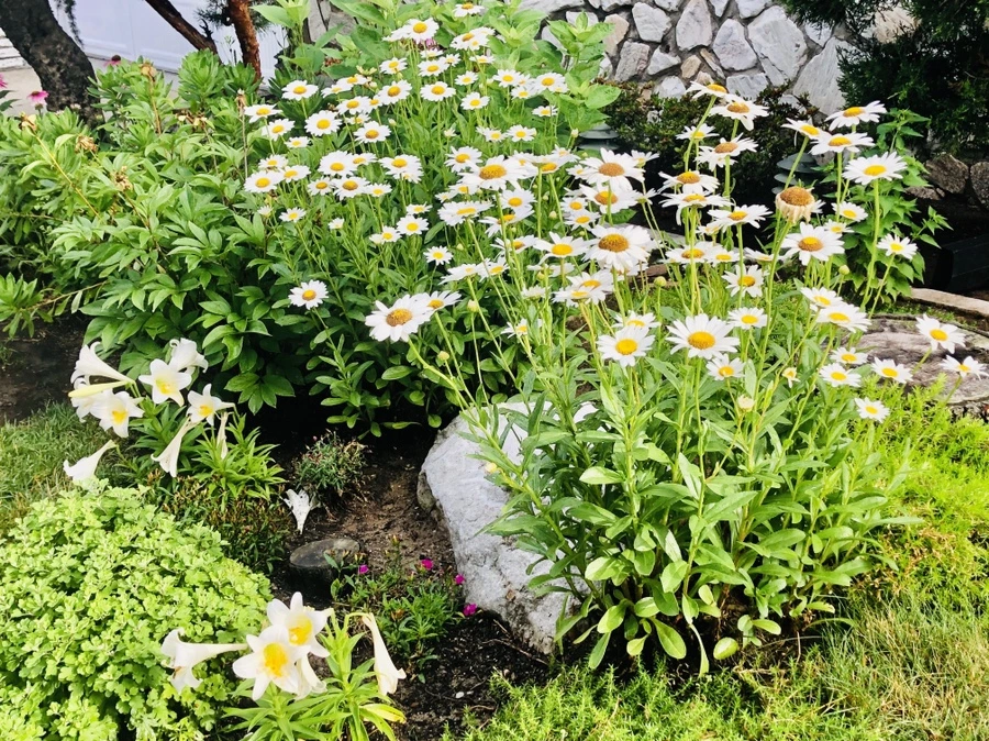 IMG_0995.jpg?type=w966