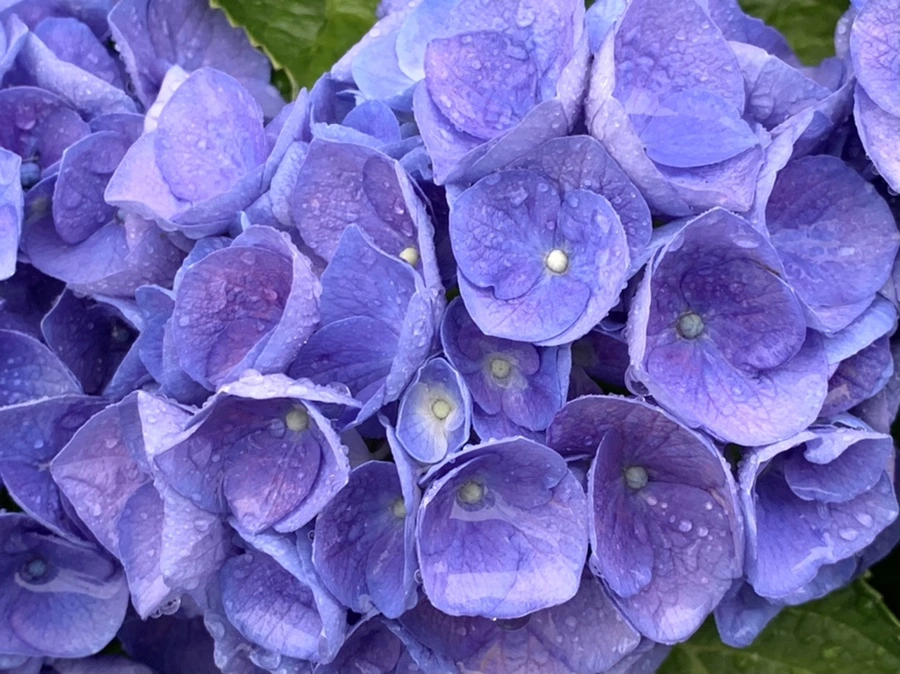 IMG_6187.jpg?type=w966