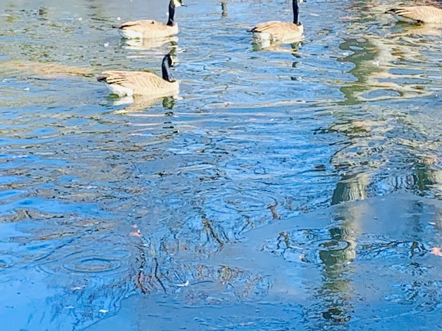 IMG_8303.jpg?type=w966